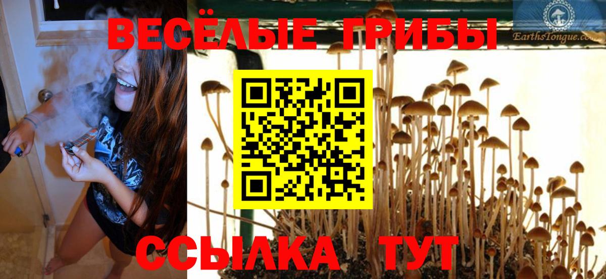 Псилоцибиновые грибы Psilocybe Барабинск